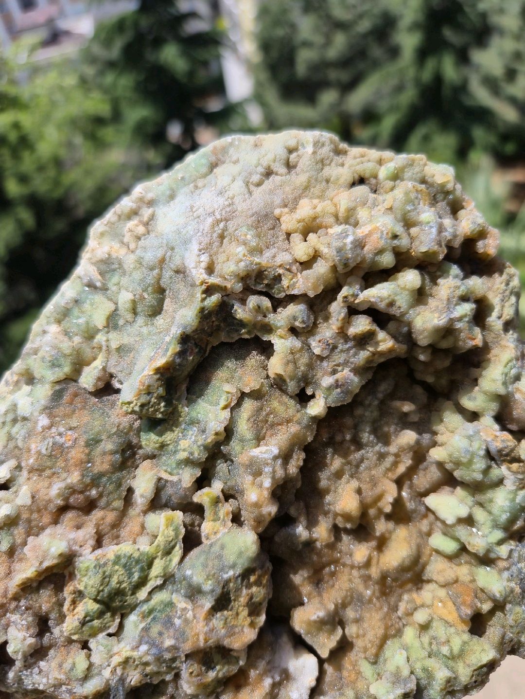 krizopras