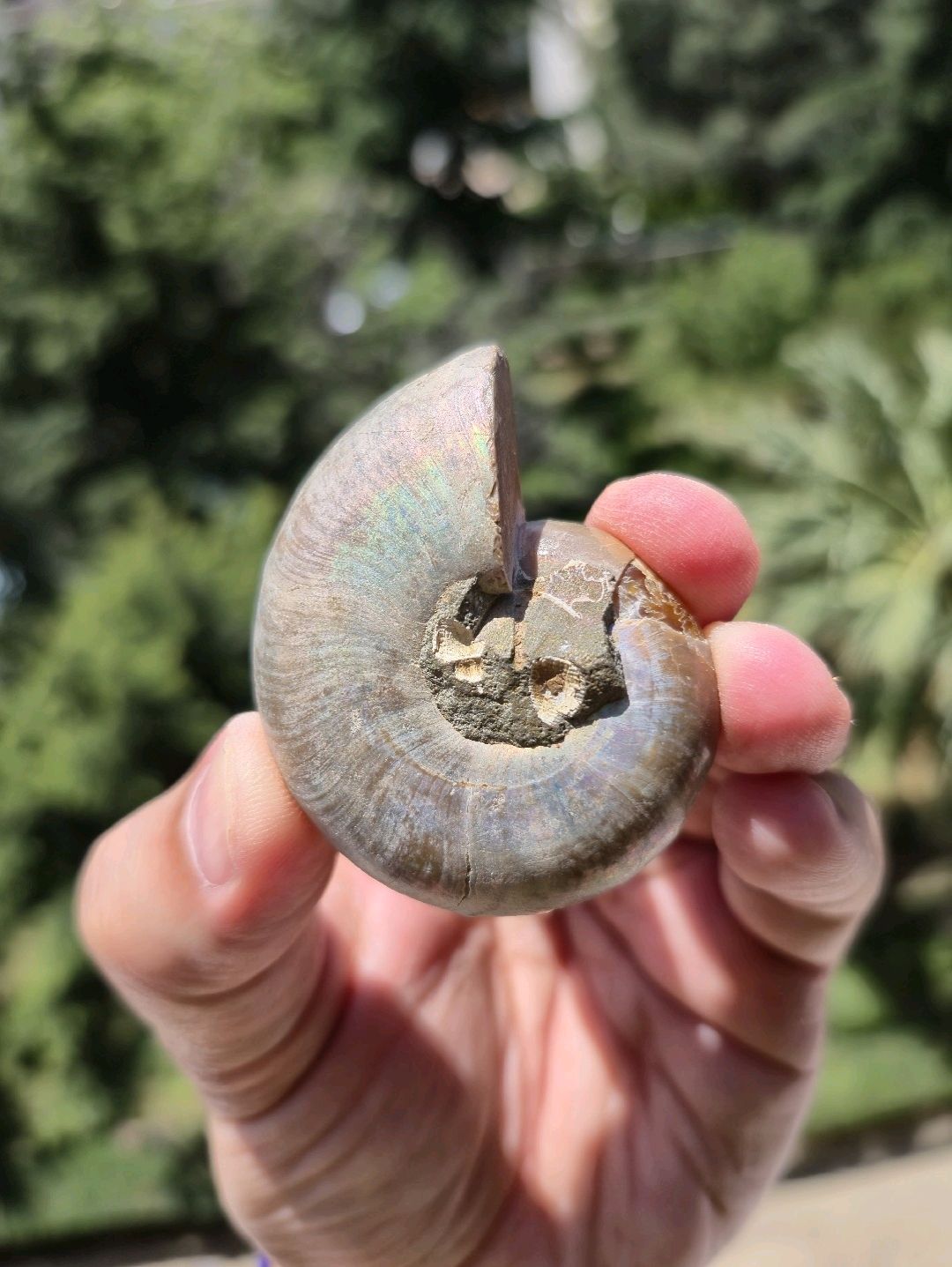 aioloceras-besairiei-cleoniceras-ammonit