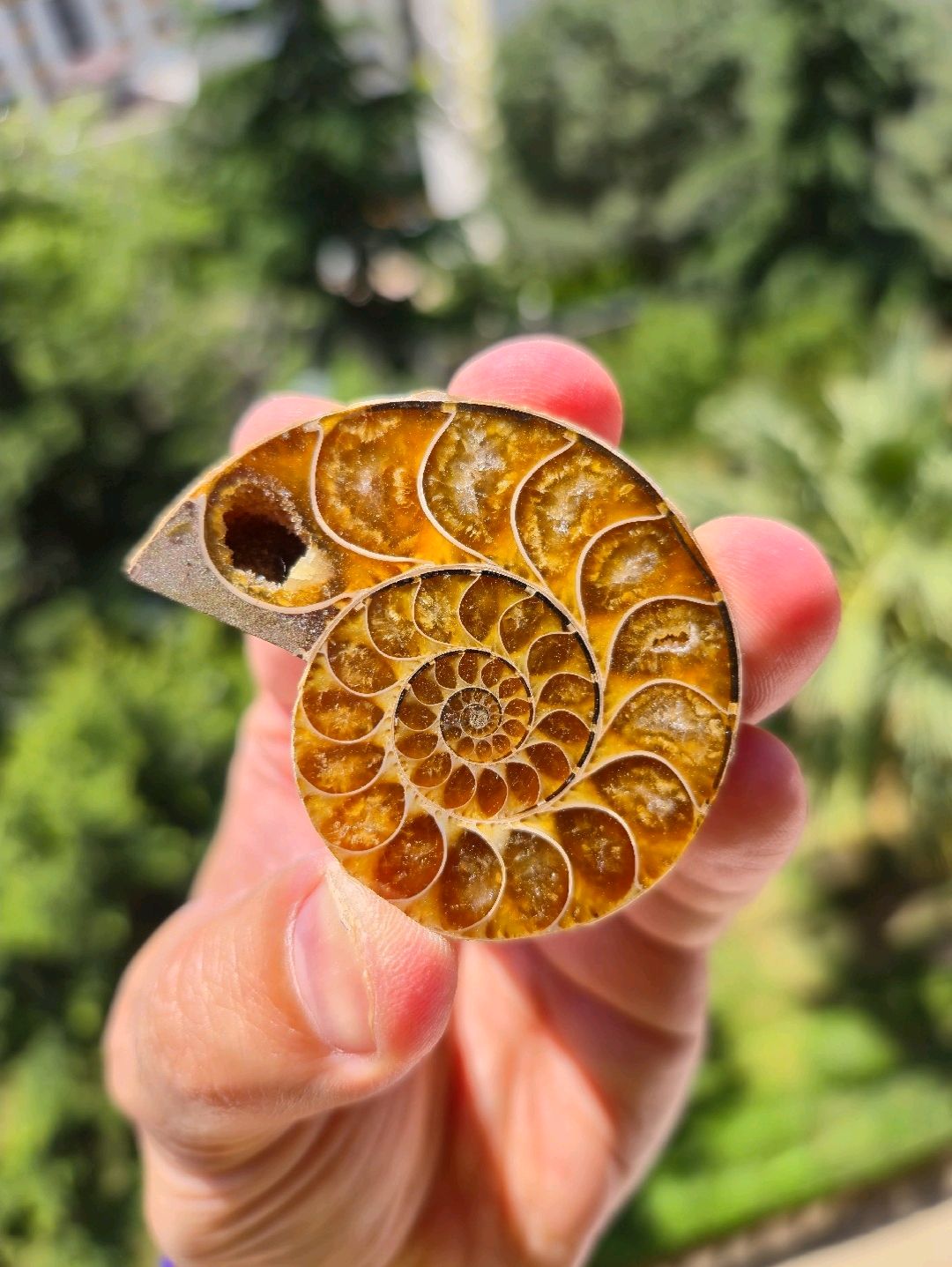aioloceras-besairiei-cleoniceras-ammonit
