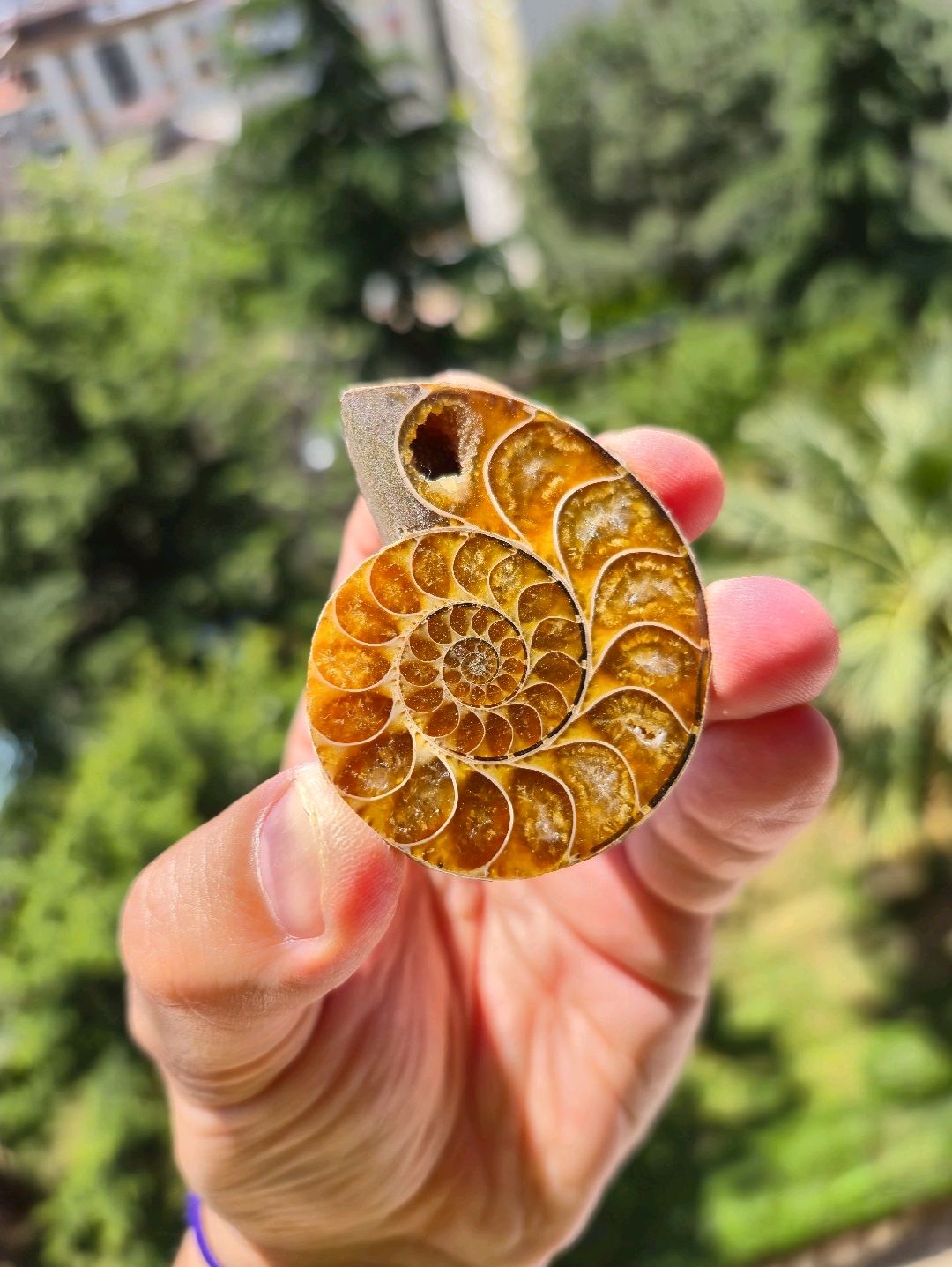 aioloceras-besairiei-cleoniceras-ammonit