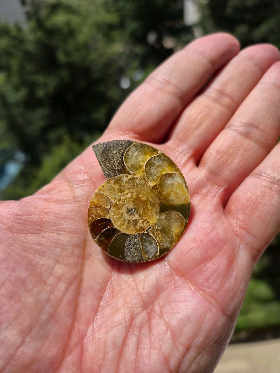ammonit-aioloceras-besairiei-cleoniceras