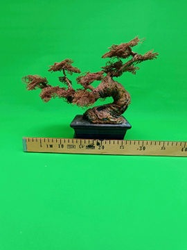 Çınar Bonsai  Bakır Rengi