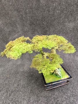 Seramik Saksılı Bonsai  Yeşil