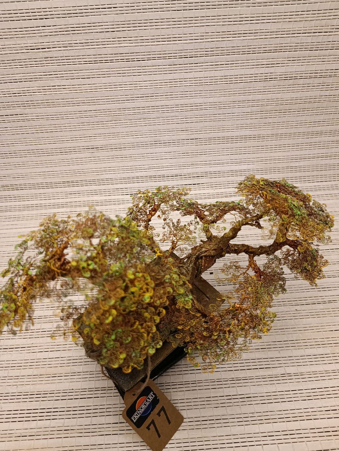 bonsai-fistik-yesili