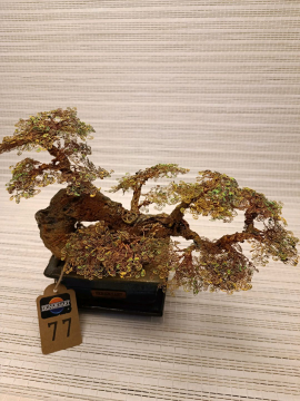 Bonsai Fıstık Yeşili