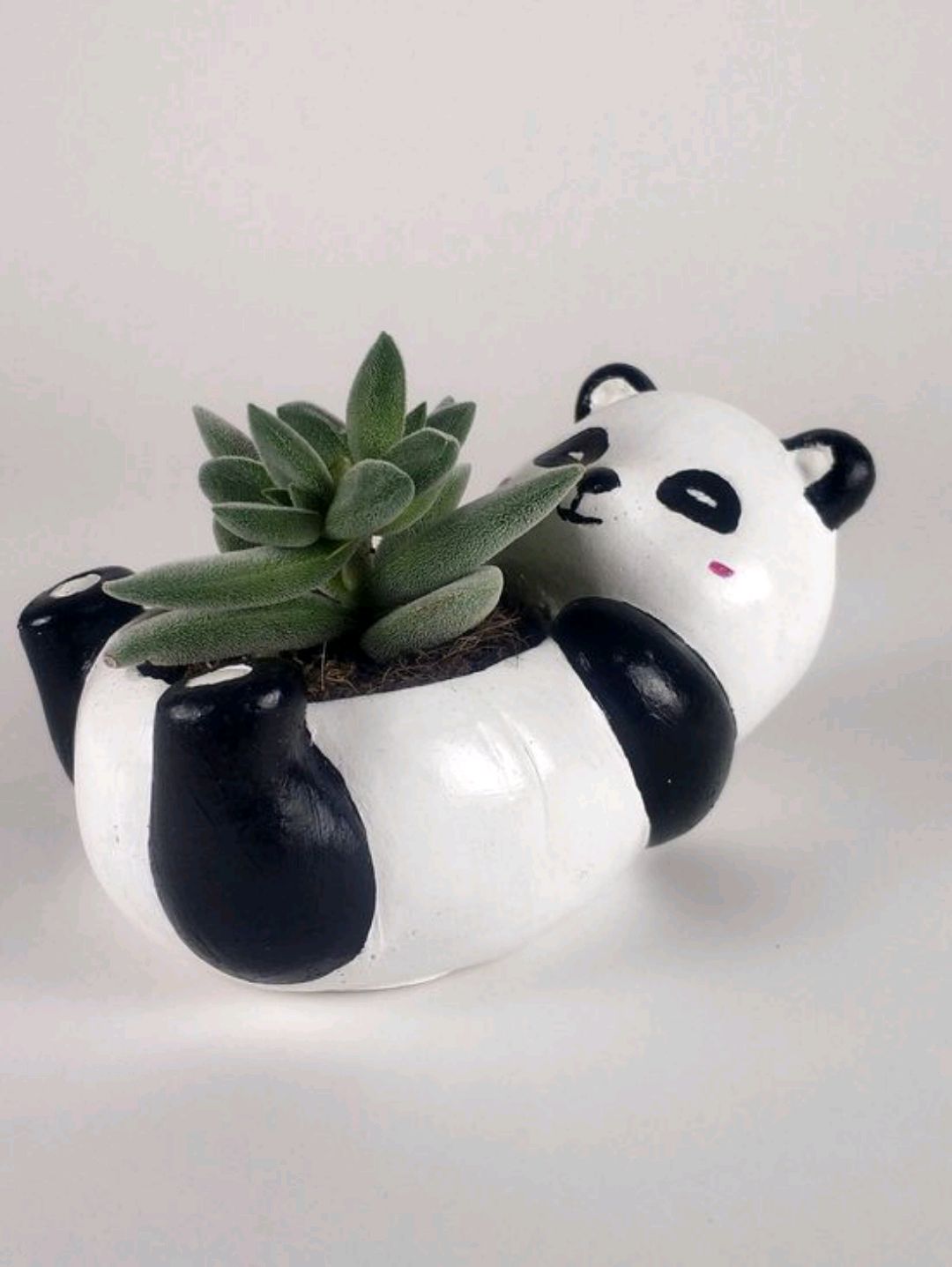 panda-sukulent-saksisi-saksi-modelleri-beyaz