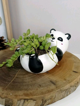 Panda Sukulent Saksısı, Saksı Modelleri Beyaz
