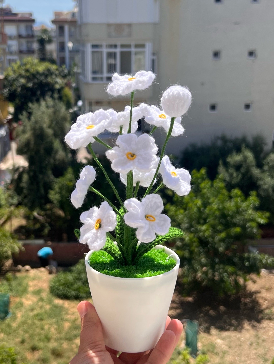 saksida-unutma-beni-cicegi-beyaz