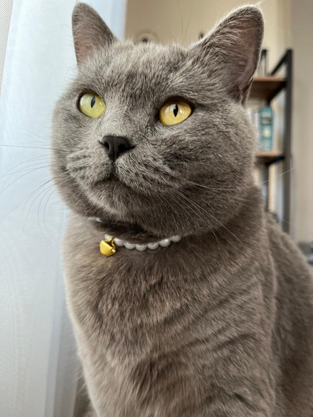 miucat-inci-kedi-kolyesi---2019008