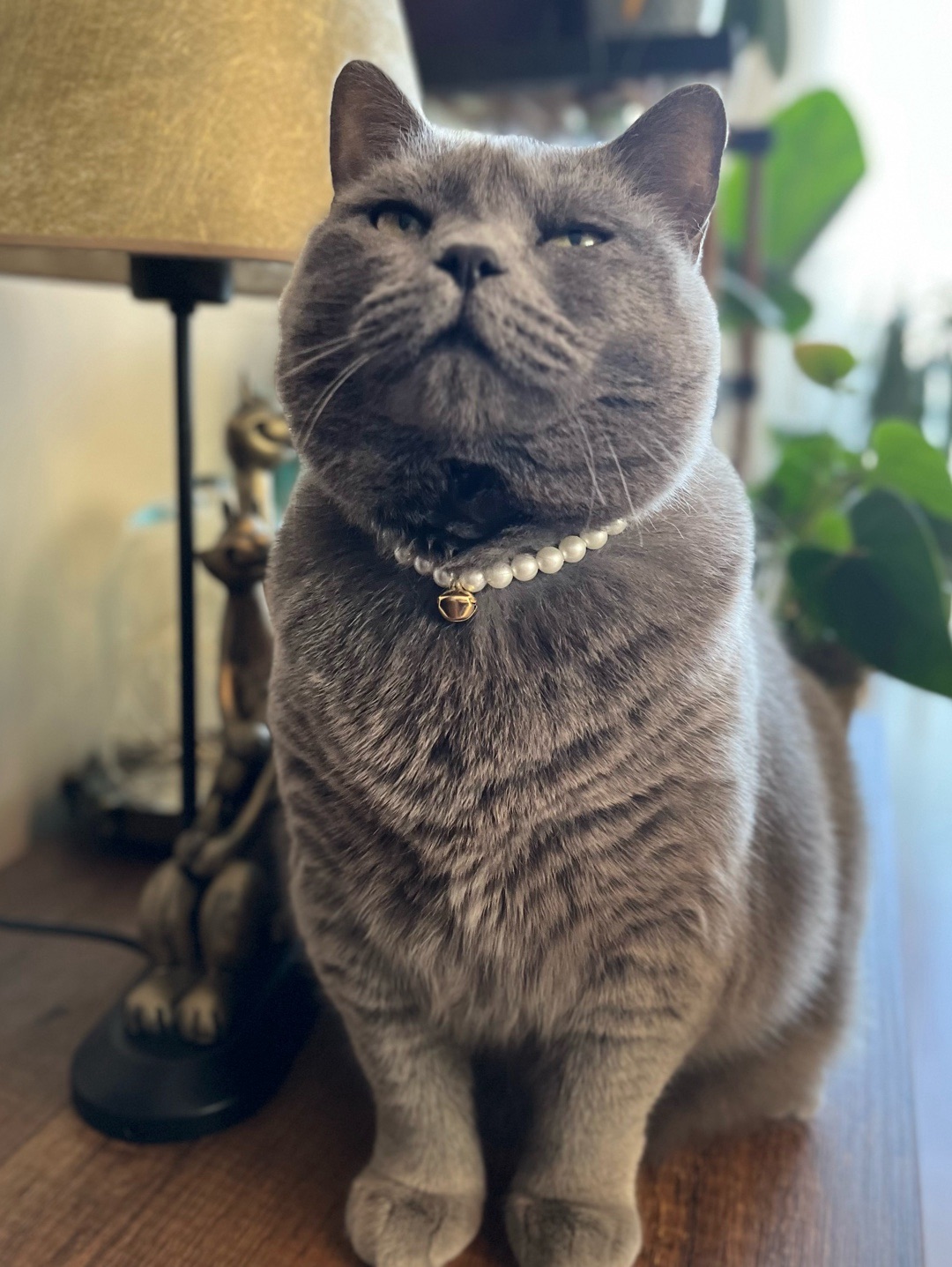 miucat-inci-kedi-kolyesi---2019008