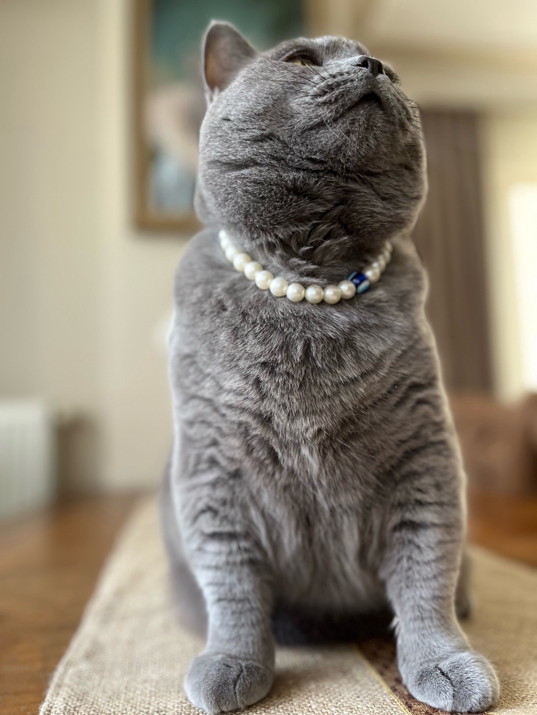 miucat-inci-kedi-kolyesi---2019007
