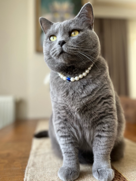 Miucat İnci Kedi Kolyesi - 2019007