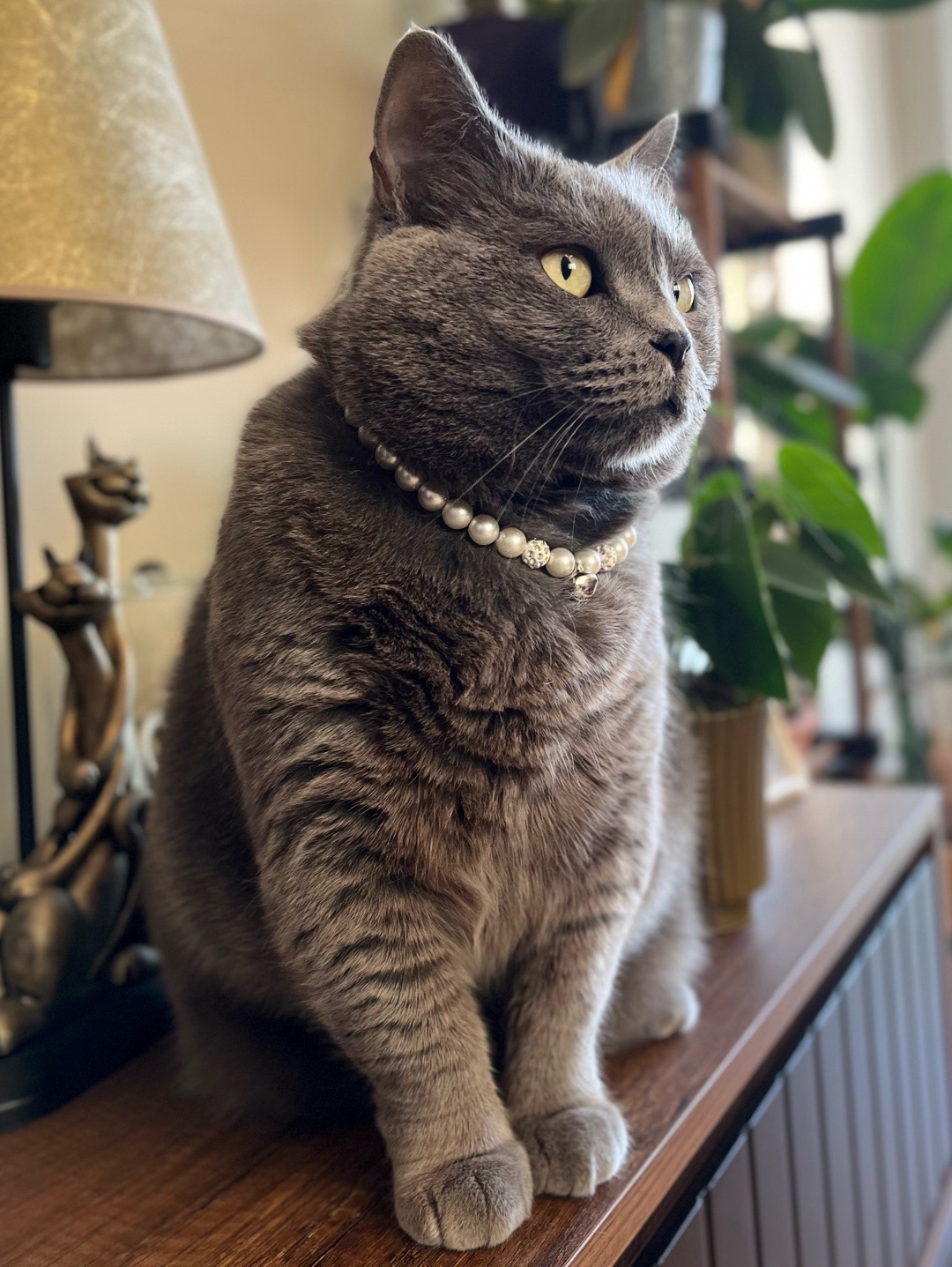 miucat-inci-kedi-kolyesi-zilli-kedi-tasmasi---2019003-gumus