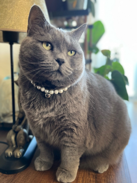 Miucat İnci Kedi Kolyesi Zilli Kedi Tasması - 2019003 Gümüş