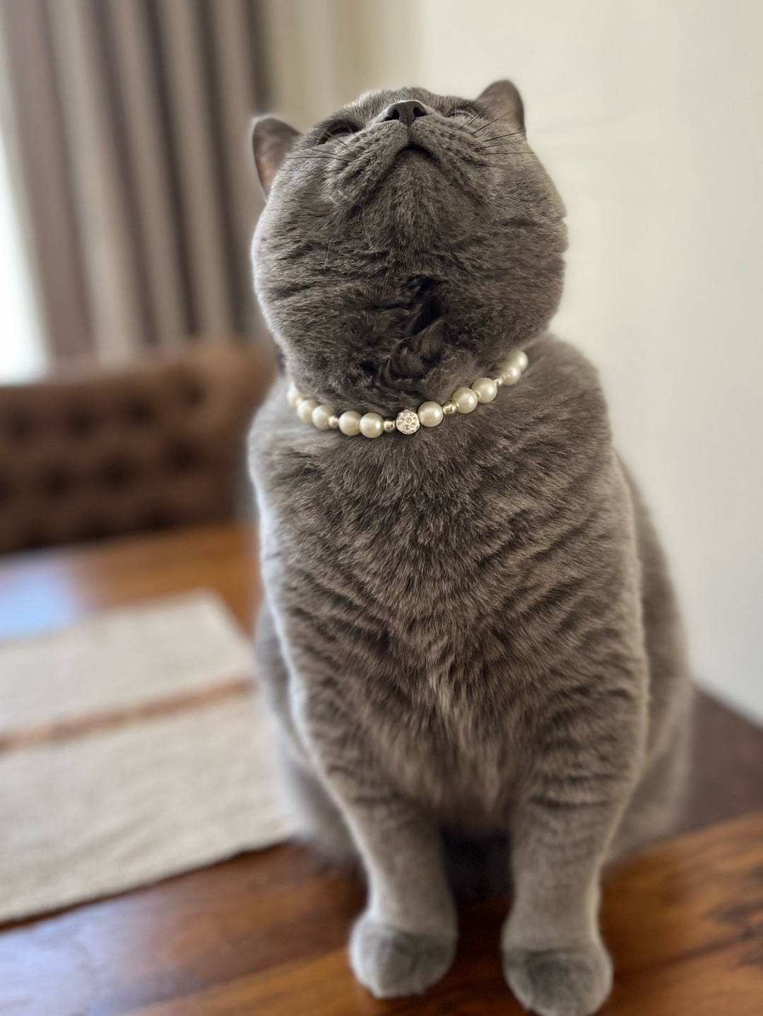 miucat-inci-kedi-kolyesi---2019013