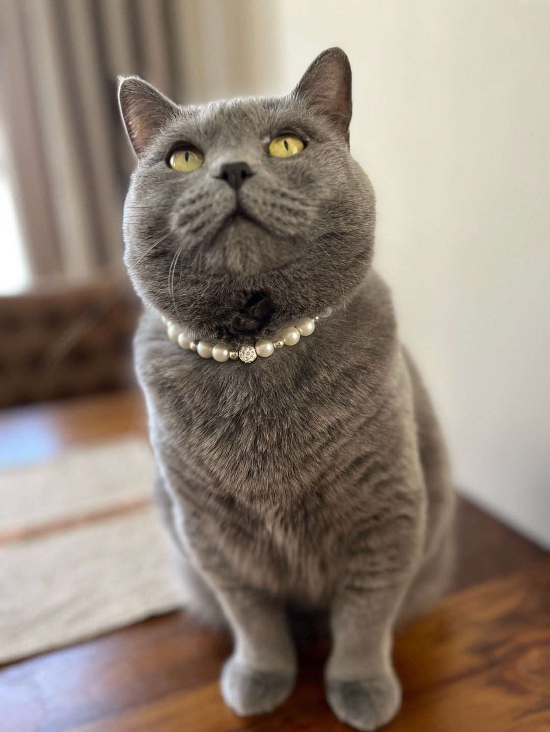 miucat-inci-kedi-kolyesi---2019013