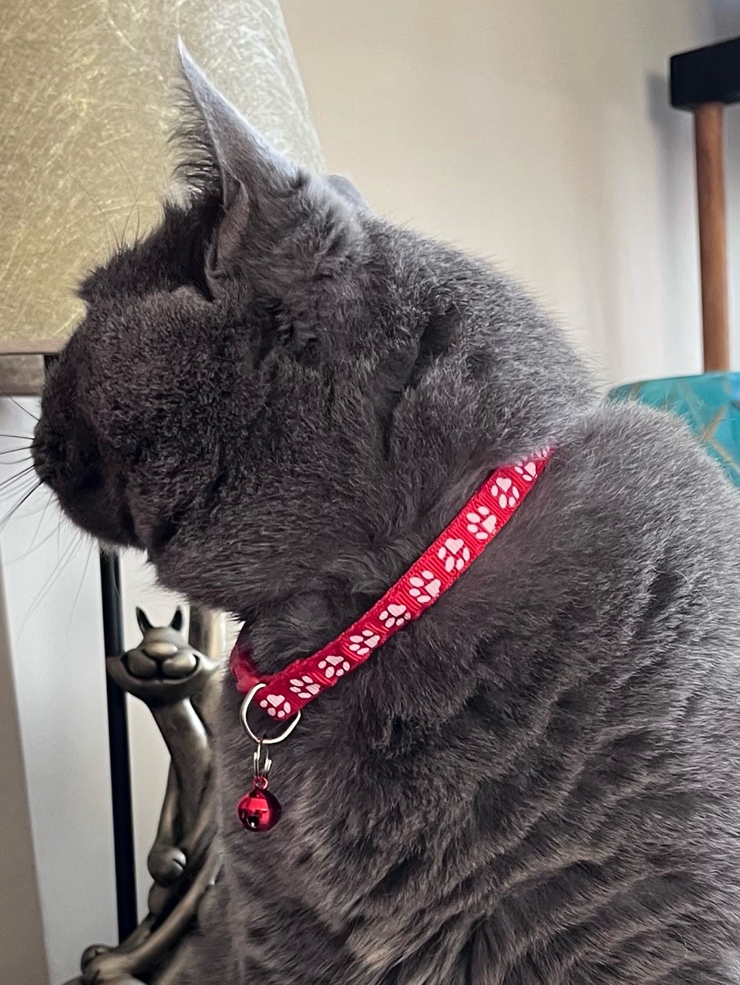 miucat-kedi-kolyesi---2019029