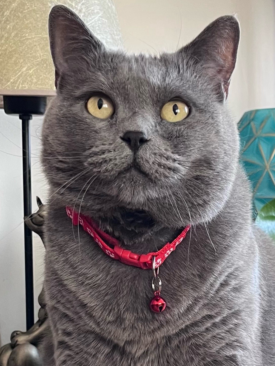miucat-kedi-kolyesi---2019029