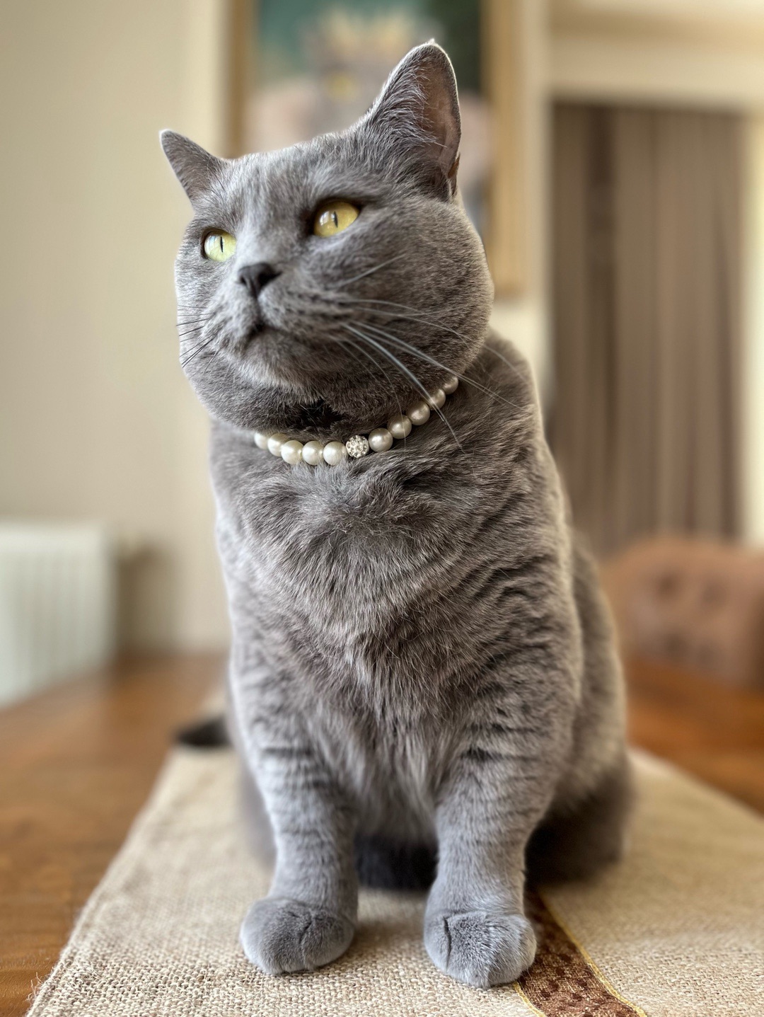 miucat-inci-kedi-kolyesi---2019005