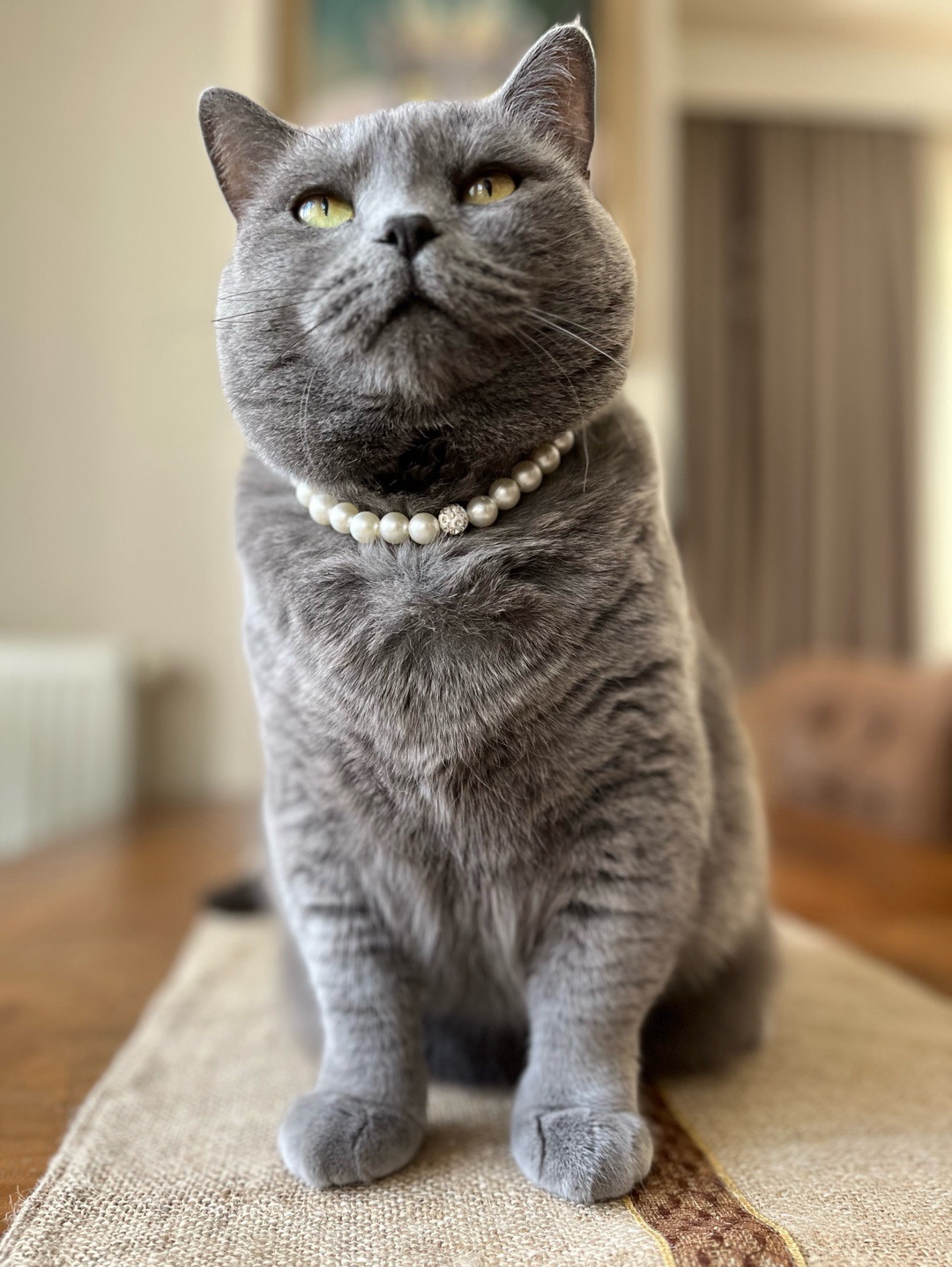 miucat-inci-kedi-kolyesi---2019005