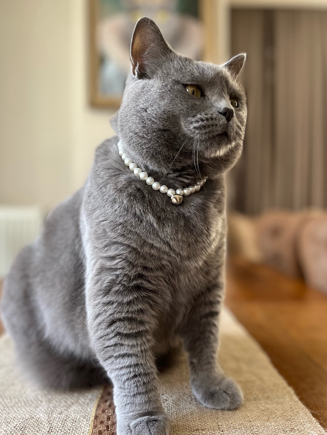 miucat-inci-kedi-kolyesi---2019009