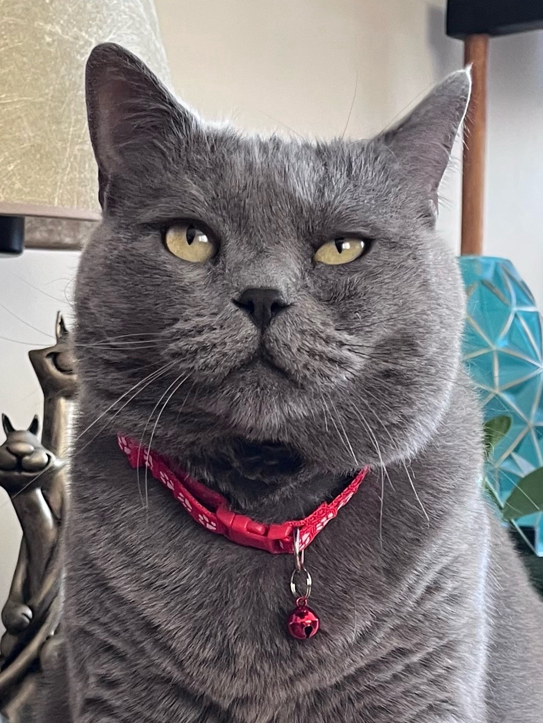 miucat-kedi-kolyesi---2019028