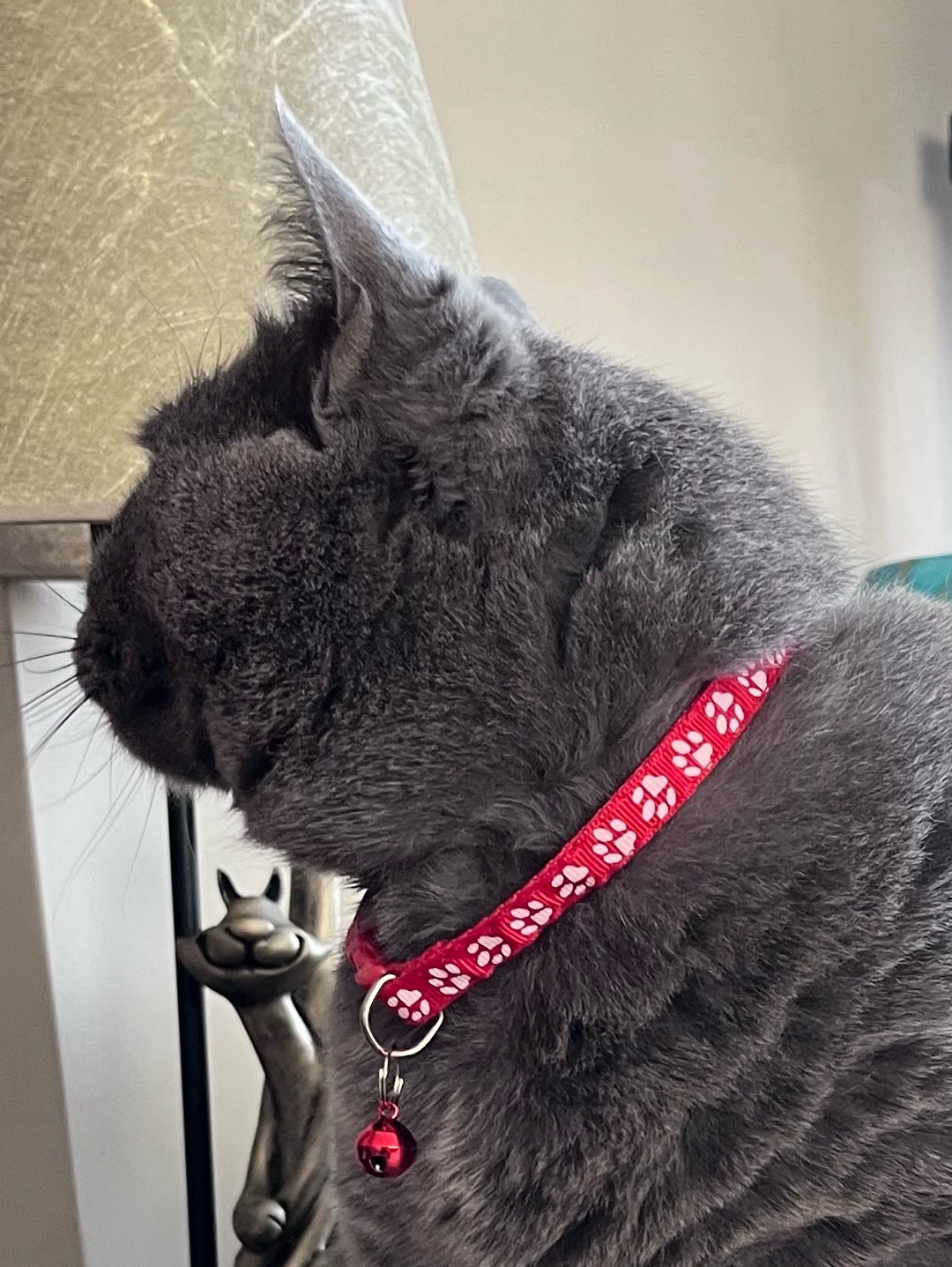 miucat-kedi-kolyesi---2019028