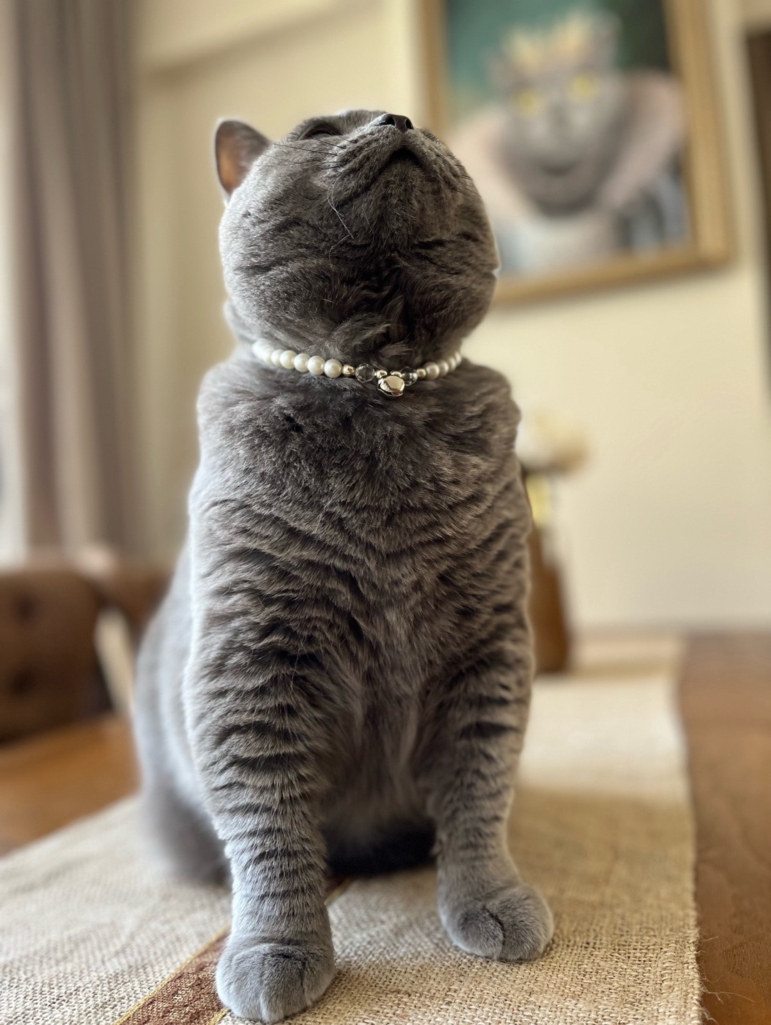 miucat-inci-kedi-kolyesi---2019014