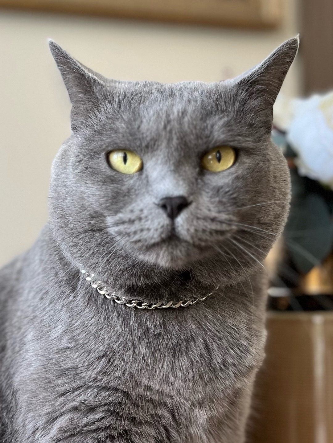 miucat-celik-kedi-kolyesi---2019011