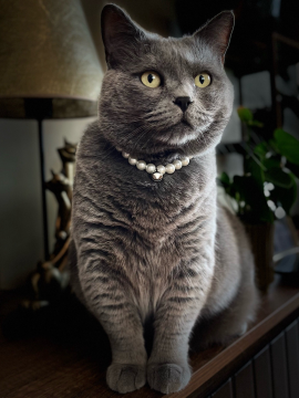 Miucat İnci Kedi Kolyesi Zilli Kedi Tasması - 2019006 Gümüş