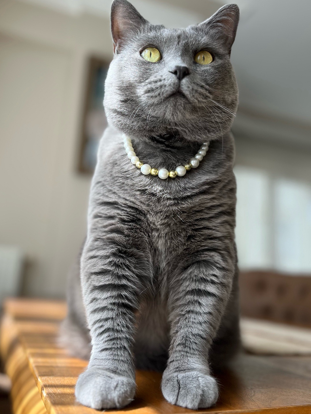 miucat-inci-kedi-kolyesi---2019010