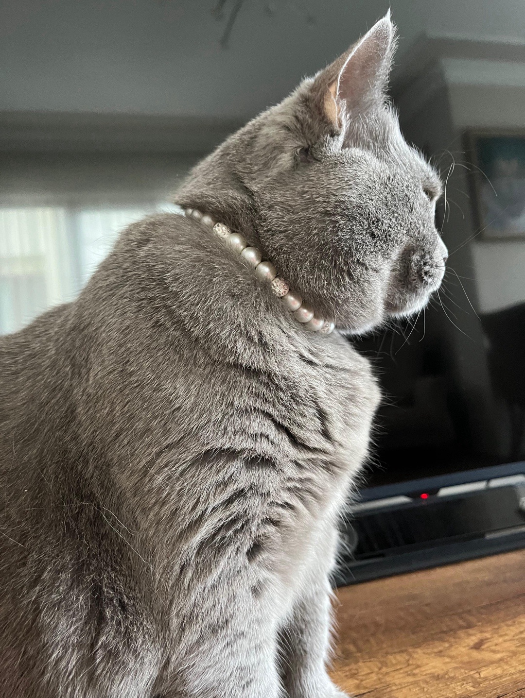 miucat-inci-kedi-kolyesi-kedi-tasmasi---2019002-gumus