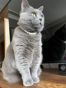 Miucat İnci Kedi Kolyesi Kedi Tasması - 2019002 Gümüş