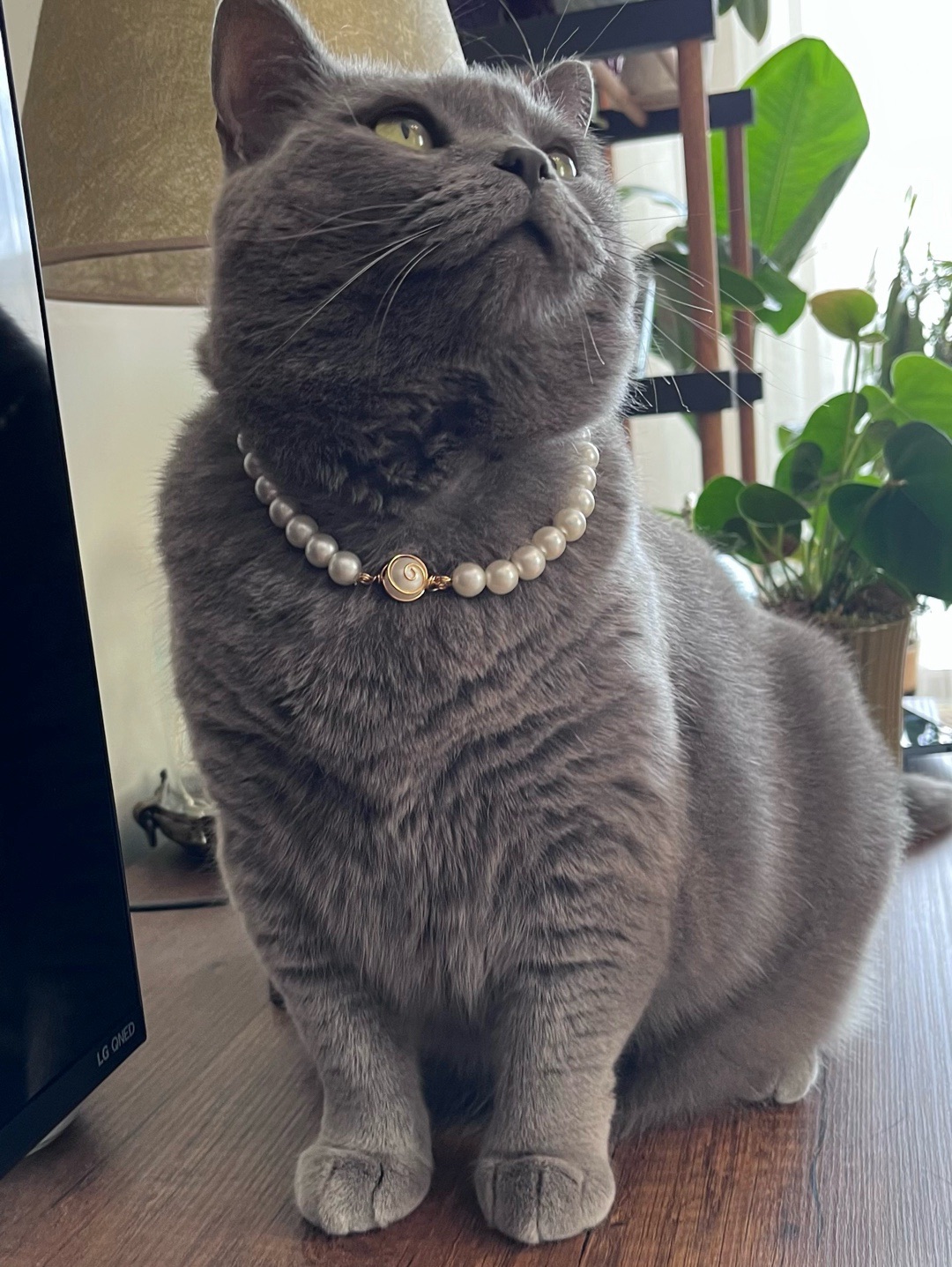 miucat-inci-kedi-kolyesi-zilli-kedi-tasmasi---2019004-altin-rengi
