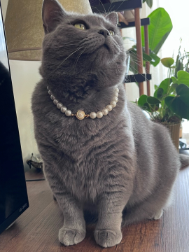 Miucat İnci Kedi Kolyesi Zilli Kedi Tasması - 2019004 Altın Rengi