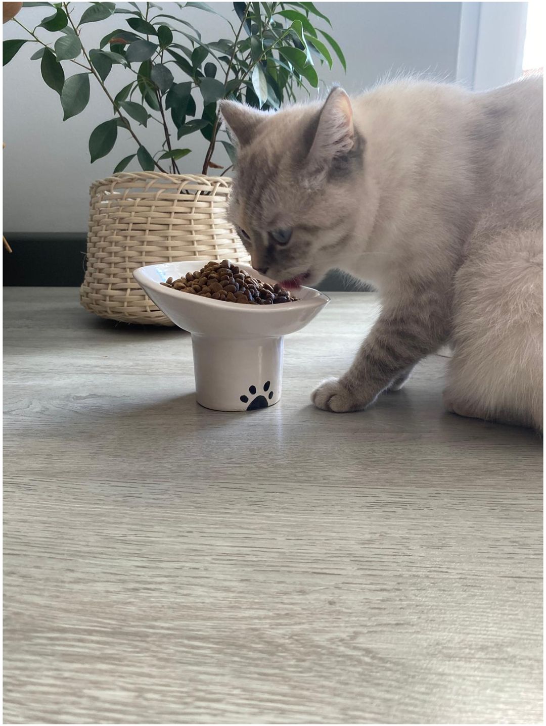 kedi-icin-mama-ve-su-kabi