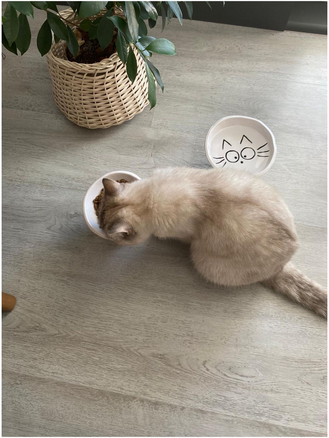 kedi-icin-mama-ve-su-kabi