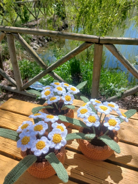 Saksıda Papatya Buketi Beyaz