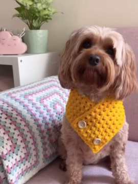 Köpek Kıyafeti Sarı