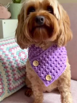 Köpek Kıyafeti Bej