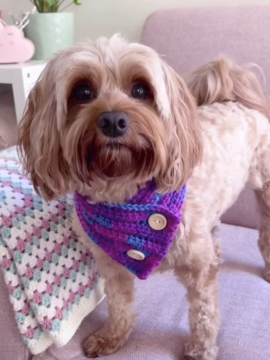 Köpek Kıyafeti Taba