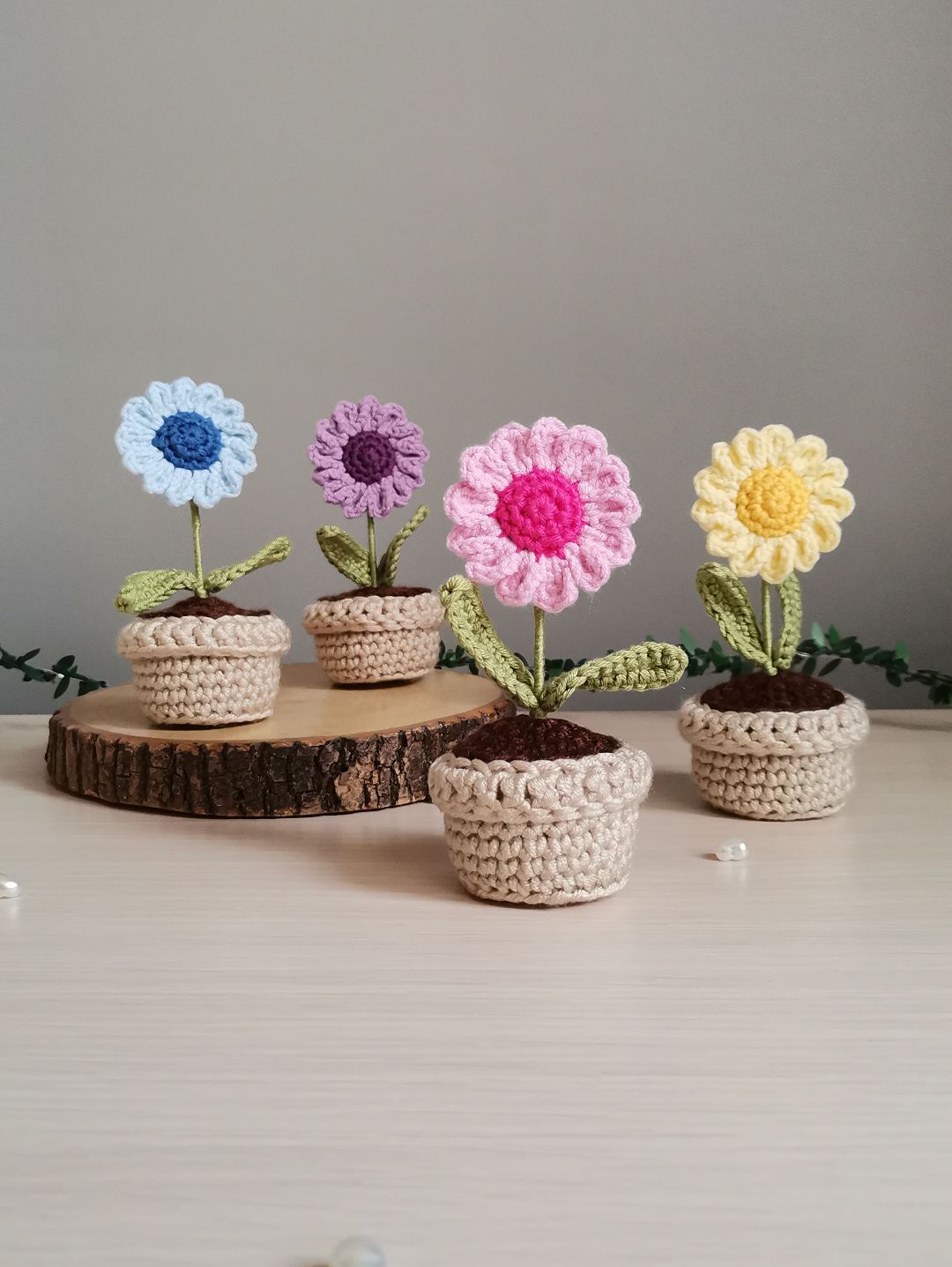 mini-renkli-papatya-saksi-cicegi-mavi