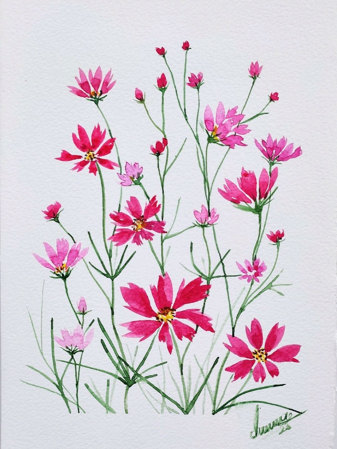 pembe-kozmoz-cicekleri-pembe