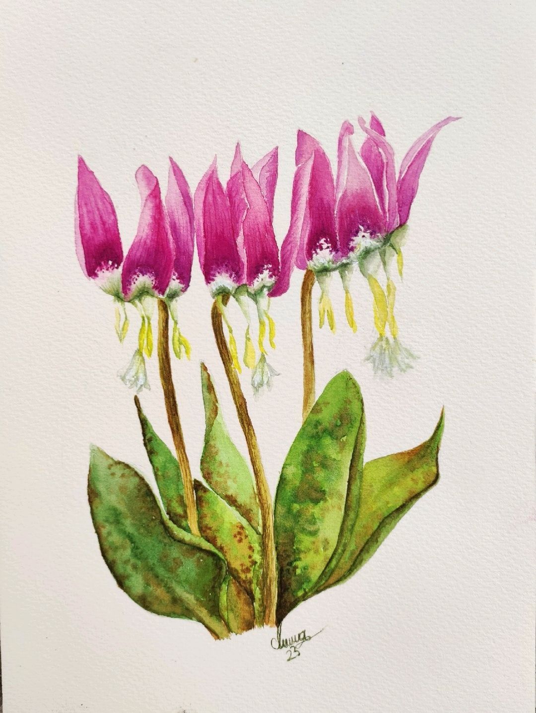 liliaceae-species-flower-pembe