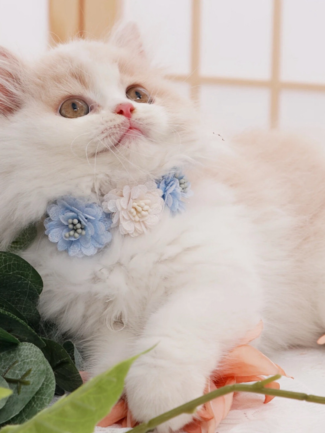 cicekli-kedi-kopek-tasmasi