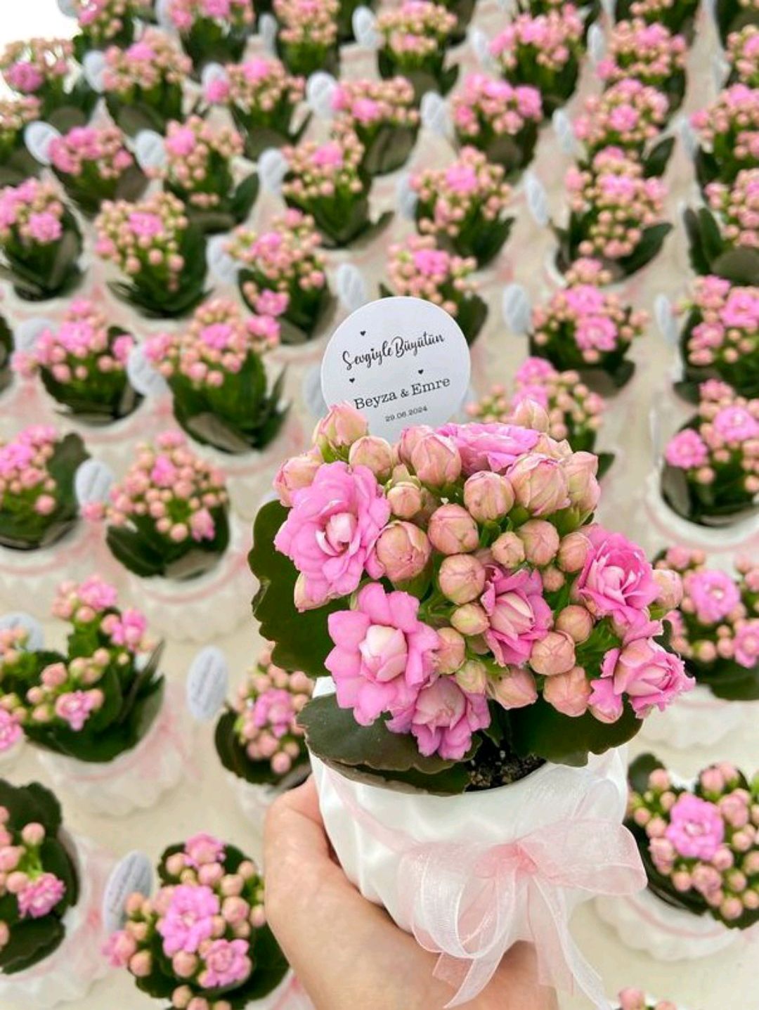 ozel-gun-kalanchoe-saksida-yesil