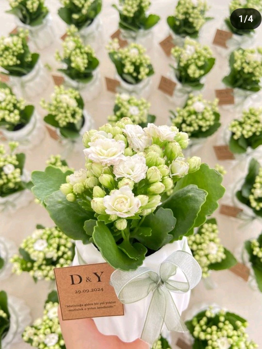 ozel-gun-kalanchoe-saksida-yesil