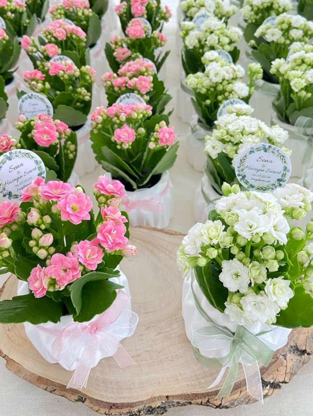ozel-gun-kalanchoe-saksida-yesil
