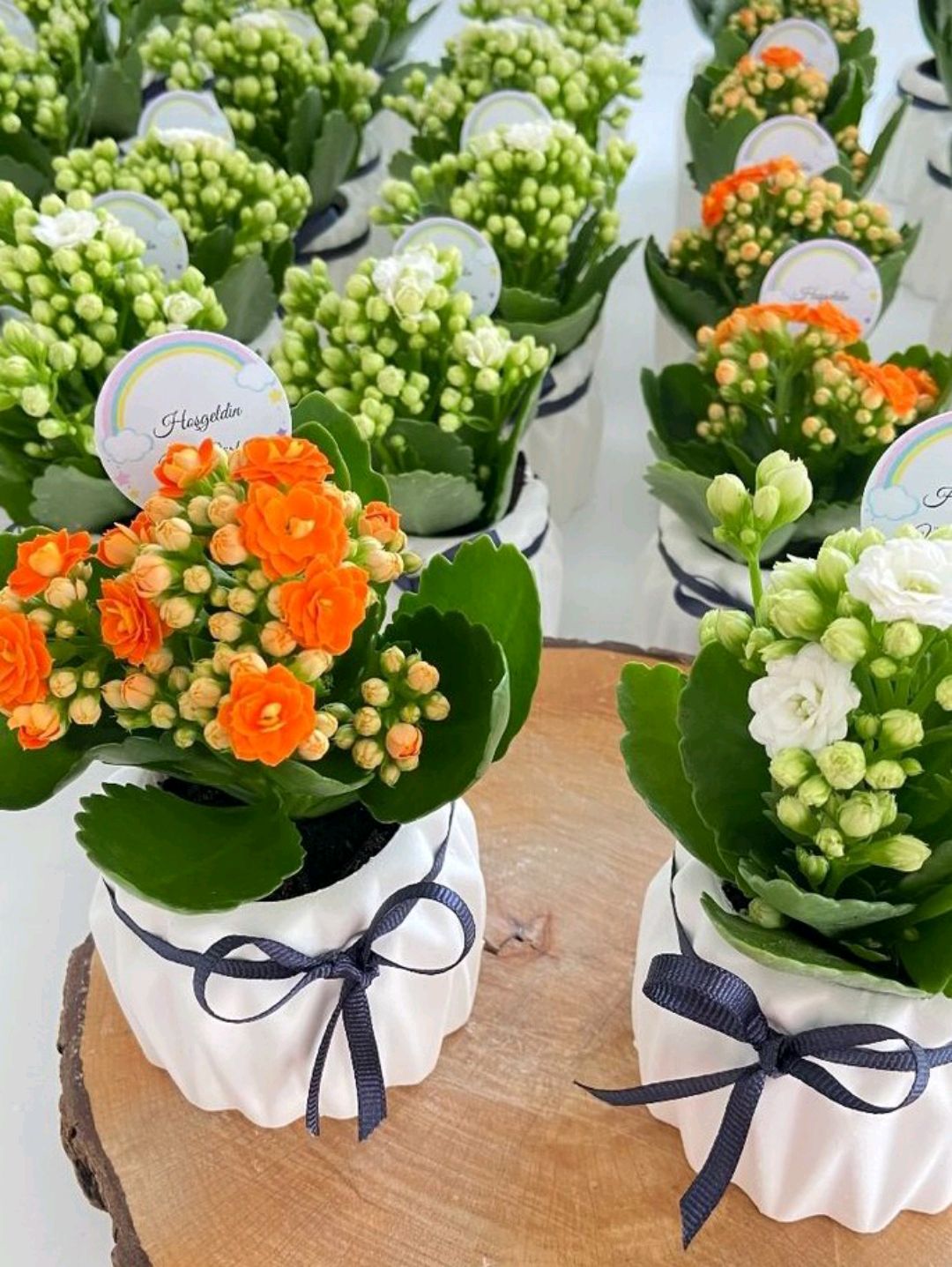 ozel-gun-kalanchoe-saksida-yesil