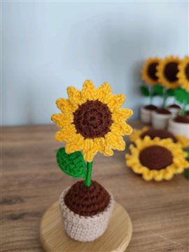 Saksıda Mini Ayçiçeği Sarı
